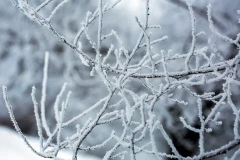Snow on the branches while snowing Stock Photos