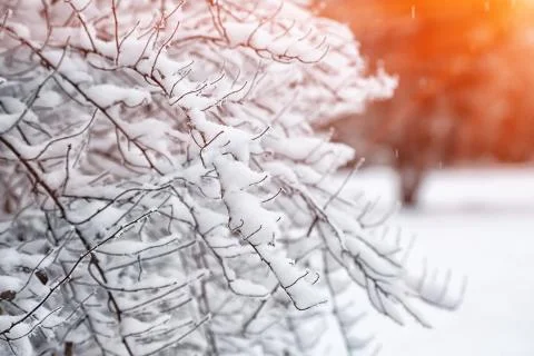 Snow on the branches while snowing Stock Photos