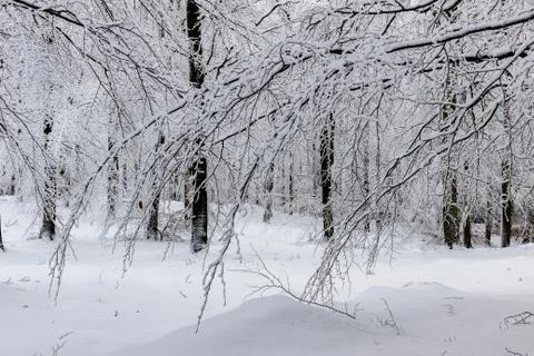 Snow on branches in a winter scene 库存照片