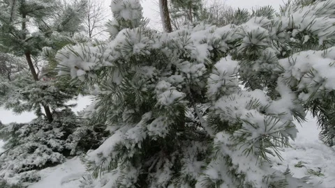 Snow on the branches of young pine trees after the first snowfall in the park Vídeos de archivo 145592745