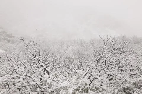 Snow on Brush Stock Photos