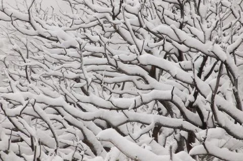 Snow on Brush Stock Photos