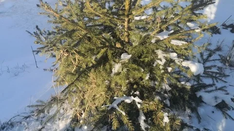 Snow in Bucovina Stock Footage 122436527