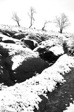 Snow bumpy hill with 4 trees on a light background. Stock Photos