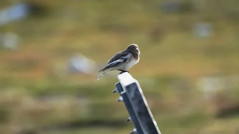 Snow Bunting Perched on Bench Before Flying Away in Nuuk Stock Footage 345530419