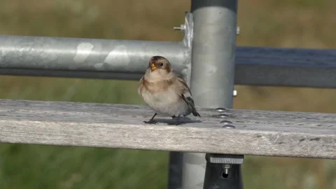 Snow Bunting Perched on Bench Before Flying Down in Nuuk Stock Footage 345536111