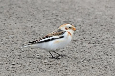 Snow bunting Stock Photos