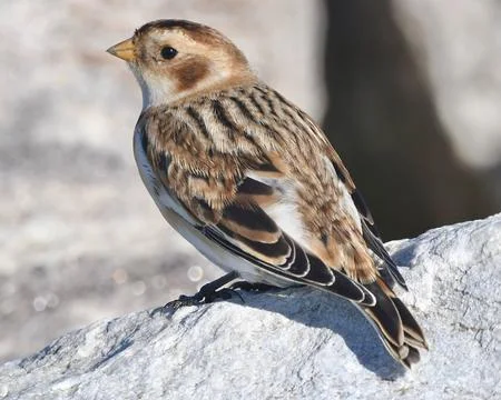 Snow Bunting Stock Photos