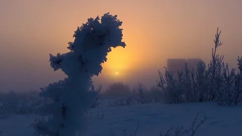 Snow bush on the background of the sun Stock Footage 99411364