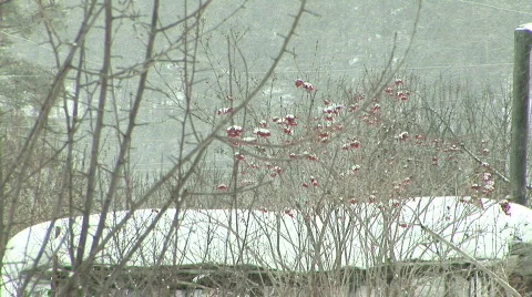 Snow &amp; bush Stock Footage 797085