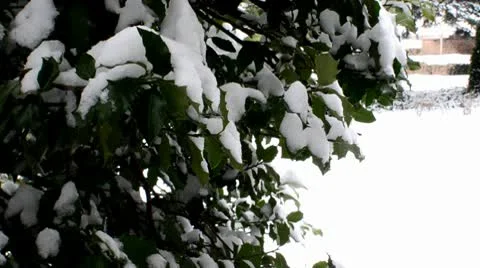 Snow on Bush Video stock 10724734