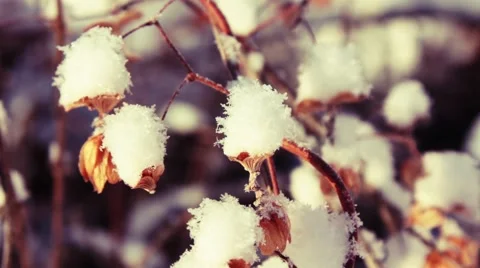 Snow on the bush Stock Footage 40642090