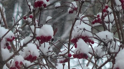 Snow  on the bush Stock Footage 55816554