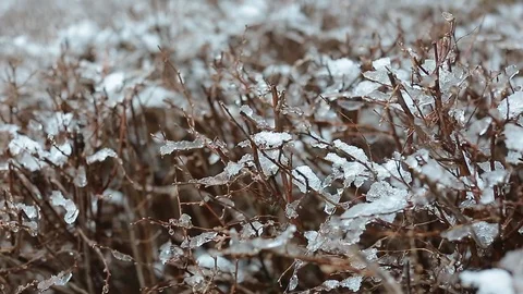Snow on the Bush Stock Footage 106225637