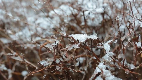 Snow on the Bush Stockbeeldmateriaal 106225643