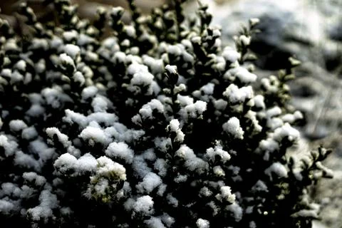 Snow on a bush Stock Photos