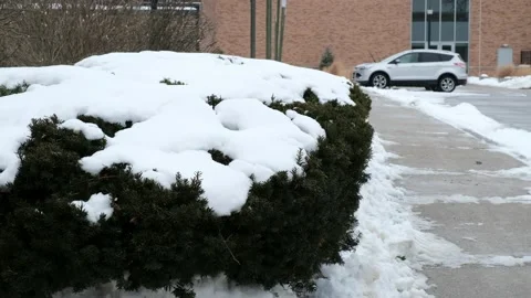 Snow on Bushes 4K Stock Footage 150832331