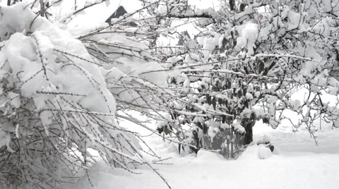 Snow bushes in blizzard Stock Footage 46378411