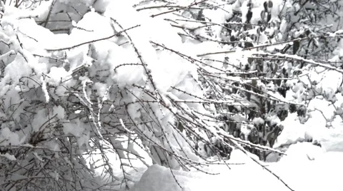 Snow bushes in blizzard Stock Footage 46378649