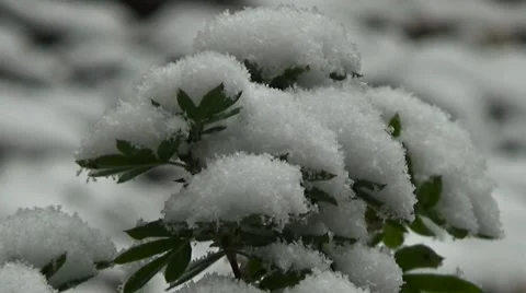 Snow on  Bushes Close Up Stock Footage 55647037