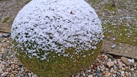Snow on a buxus sempervirens plant in the winter. Video 4K Stock Footage 297546292