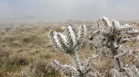 Snow on Cactus Close Stock Footage 61897815