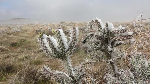 Snow on Cactus Close Pan Stock Footage 61897805