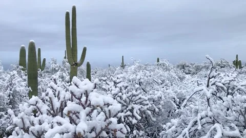 Snow on cactus in the desert Stock Footage 172222349