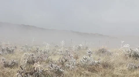 Snow on Cactus Stock Footage 61897826