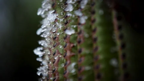 Snow on Cactus Видео 130218594