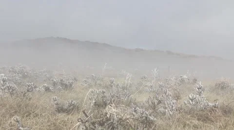 Snow on Cactus Pan Stock Footage 61897820