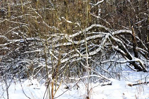 Snow cap on the trees Stock Photos