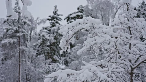 Snow-capped branches against a cloudy winter sky Stock Footage 298331230