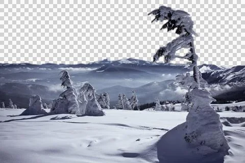 Snow capped coniferous trees after blizzard isolated PNG photo Stock Photos
