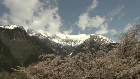Snow-Capped Mount Kasagatake with Blooming Cherry Blossoms, Japan Video stock 345030826