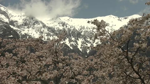 Snow-Capped Mount Kasagatake with Blooming Cherry Blossoms, Japan Video stock 345031023