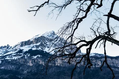 Snow-capped mountain. in the foreground branches of a dry tree Stock Photos