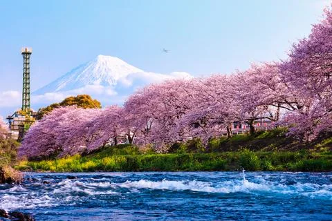 Snow Capped Mountain Peak Overlooking Cherry Blossom Trees And Rushing Rive.. 写真素材