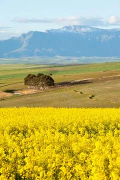 Snow capped mountain range overlooking yellow canola fields Stock Photos