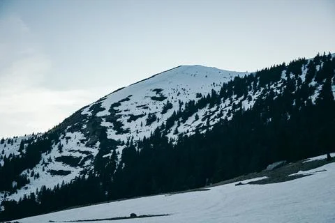 Snow-capped mountains and coniferous forest on a background of peaks Stock Photos
