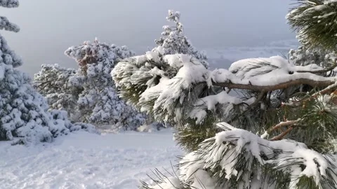 Snow-capped mountains and green forest. Video stock 145657664