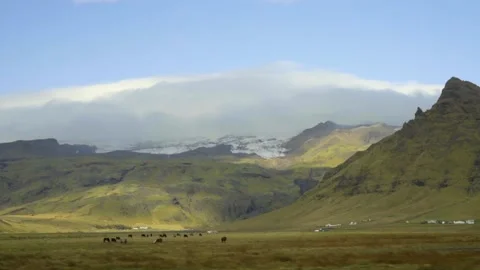 Snow-capped mountains in the background of green meadows. Cattle graze in a Stock Footage