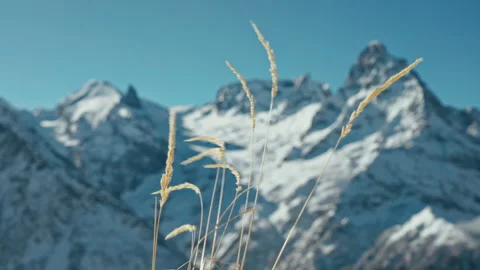 Snow capped mountains on a blue sky in sunny weather through the grass Stock Footage 138040855