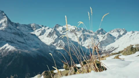 Snow capped mountains on a blue sky in sunny weather through the grass Stock Footage 138041113