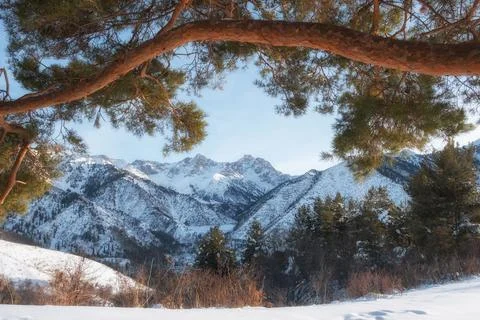 Snow-capped mountains framed by pine branches against a clear blue sky. Winte Stock Photos