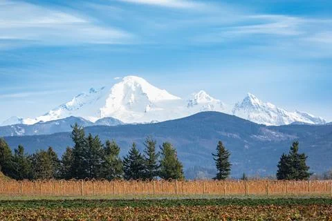 Snow-capped mountains. Mount Baker over Blueberry Fields as seen from Briti.. Stock Photos