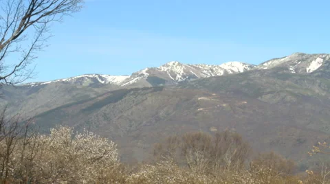 Snow capped peak behind a cherry tree plantation Stock Footage 49653547
