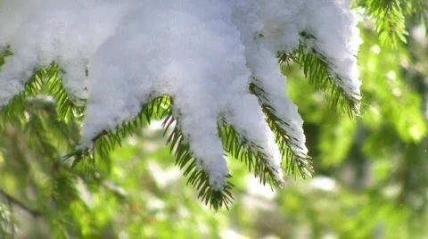 Snow-capped pine branch Video stock 661494