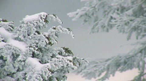 Snow-capped pine branch  Stock-Footage 673389