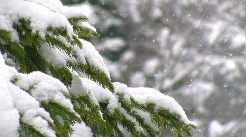 Snow-capped pine branch, loopable Stock-Footage 661434